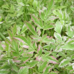 Oenanthe Javanica Flamingo 1ltr Aquatic Plant - Pack of 3