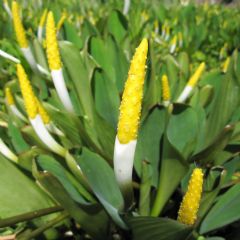 Orontium Aquaticum 1ltr Aquatic Plant - Pack of 3