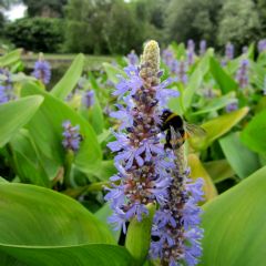 Pontederia Cordata Aquatic Plant Range