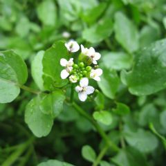 Rorippa Nasturtium Aquaticum 1ltr Aquatic Plant - Pack of 3