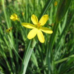 Sisyrinchium Californicum 1ltr Aquatic Plant - Pack of 3