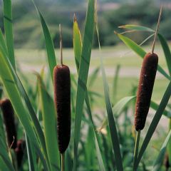 Typha 1ltr Aquatic Plant Range