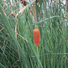 Typha 1ltr Aquatic Plant Range