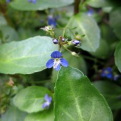 Veronica Beccabunga 1ltr Aquatic Plant - Pack of 3