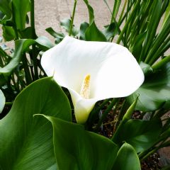 Zantedeschia Aethiopica Crowborough 1ltr Aquatic Plant - Pack of 3