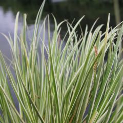 Acorus Aquatic Plant Range