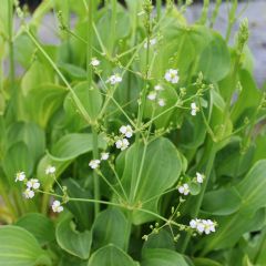 Alisma Aquatic Plant Range