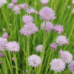Allium Schoenoprasum 9cm Aquatic Plant - Pack of 3