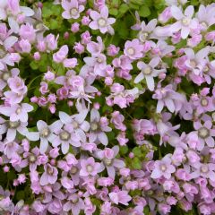 Anagallis Tenella 9cm Aquatic Plant - Pack of 3