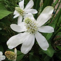 Anemopsis Californicum 9cm Aquatic Plant - Pack of 3