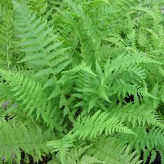 Athyrium Aquatic Plant Range