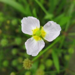 Baldellia Ranunculoides 9cm Aquatic Plant - Pack of 3
