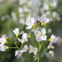 Cardamine Pratensis 9cm Aquatic Plant - Pack of 3