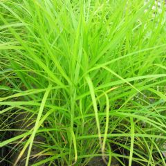 Carex 9cm Aquatic Plant Range