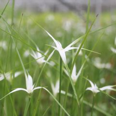 Dichromena Colorata 9cm Aquatic Plant - Pack of 3