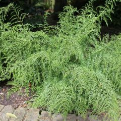 Dryopteris Aquatic Plant Range