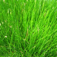 Eleocharis Acicularis 9cm Aquatic Plant - Pack of 3