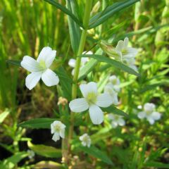 Gratiola Officinalis 9cm Aquatic Plant - Pack of 3