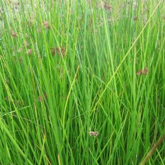 Juncus Effusus 9cm Aquatic Plant Range