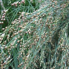 Juncus Maritimus 9cm Aquatic Plant - Pack of 3