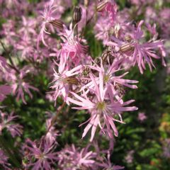 Lychnis Flos-Cuculi 9cm Aquatic Plant Range