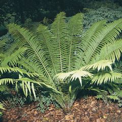 Matteuccia Struthiopteris 9cm Aquatic Plant - Pack of 3