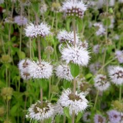 Mentha 9cm Aquatic Plant Range