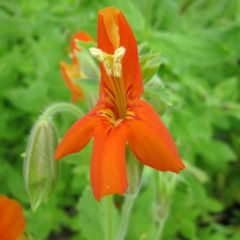 Mimulus 9cm Aquatic Plant Range