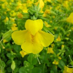 Mimulus 9cm Aquatic Plant Range