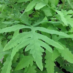 Onoclea Sensibilis 9cm Aquatic Plant - Pack of 3