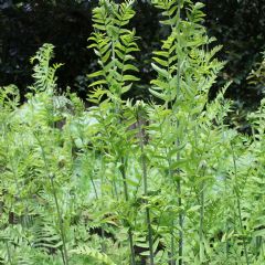 Osmunda Regalis 9cm Aquatic Plant - Pack of 3