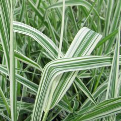 Phalaris Arun Var Picta 9cm Aquatic Plant - Pack of 3