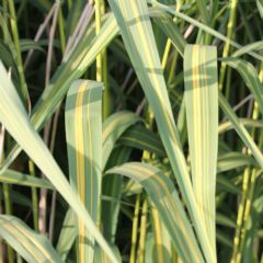 Phragmites Australis Com 9cm Aquatic Plant - Pack of 3