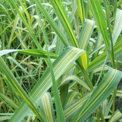 Phragmites Australis Variegatus 9cm Aquatic Plant - Pack of 3