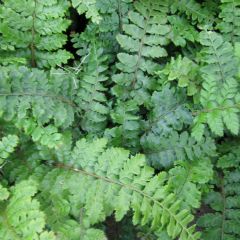 Polystichum Polyblepharum 9cm Aquatic Plant - Pack of 3