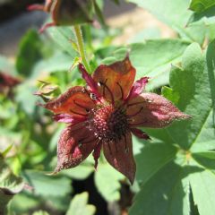 Potentilla Palustris 9cm Aquatic Plant - Pack of 3