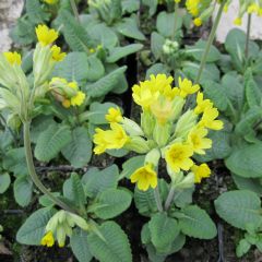 Primula Aquatic Plant Range