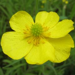 Ranunculus 9cm Aquatic Plant Range