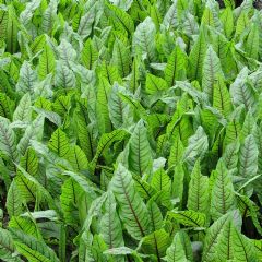 Rumex Sanguineus 9cm Aquatic Plant - Pack of 3