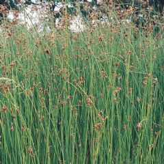 Scirpus Aquatic Plant Range