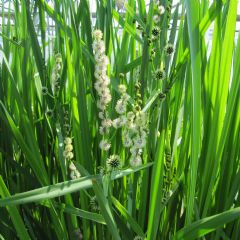 Sparganium Erectum 9cm Aquatic Plant - Pack of 3
