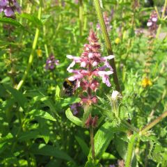 Stachys Palustris 9cm Aquatic Plant - Pack of 3
