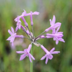 Tulbaghia Violacea 9cm Aquatic Plant - Pack of 3
