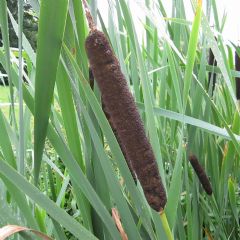 Typha 9cm Aquatic Plant Range