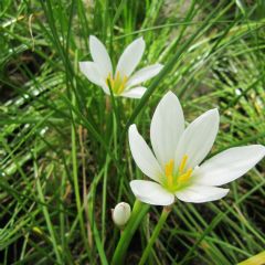 Zephyranthes Candida 9cm Aquatic Plant - Pack of 3