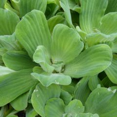 Pistia Stratiotes Aquatic Plant - Pack of 10