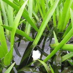 Stratiotes Aloides Aquatic Plant - Pack of 10