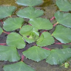 Trapa Natans Aquatic Plant - Pack of 5