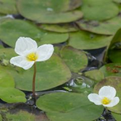 Hydrocharis Morsus Ranae Aquatic Plant - Pack of 10