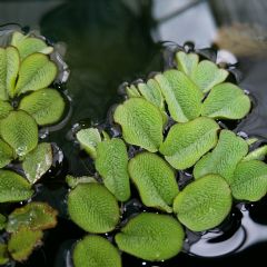Salvinia Natans Aquatic Plant - Pack of 5